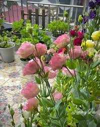 Image result for eustoma lisianthus in garden