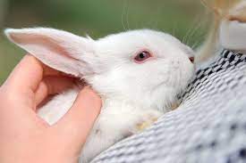 Check spelling or type a new query. Cloudy Eye In Rabbits Symptoms Causes Diagnosis Treatment Recovery Management Cost