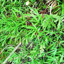 Image result for Pleioblastus fortunei