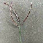 Image result for Lintonia nutans