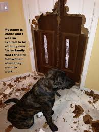 Dog Shame My Name Is Drake And I Was So Excited To Be With Dog Shaming Animal Shaming Cute Funny Dogs