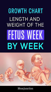 Growth Chart Fetal Length And Weight Week By Week Health