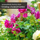 Creating a Scented Garden - Dublin event image