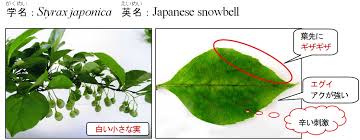 エゴノキ 北海道森林管理局