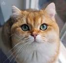 List of Cat Breeds With Pictures and Names