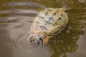 10 acres (4.0 ha) of pierce's estate have been restored as a community park; Hidden Pond Springfield Picture Of Hidden Pond Nature Center Springfield Tripadvisor