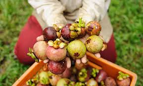 The pericarp of mangosteen slows down the growth of cancerous cells and causes. Abnehmwunder Mangostan Infos Zur Neuen Superfrucht
