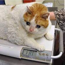 what is it doctor meme catmeme funnycat funnycatmeme cat kitten tuxedocat chonk kedi esprileri hayvan viralleri komik hayvan fotograflari