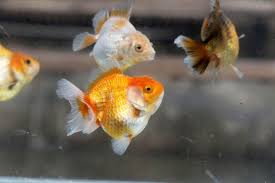 Pun juga mereka lebih memilih ikan hias berukuran kecil karena tidak terlalu membutuhkan tempat yang luas. 12 Ikan Hias Air Tawar Yang Menarik Bagi Si Kecil Orami