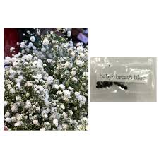 It can be grown in a small pot, so if you put it on the kitchen shelf, you can watch its growth even when you are cooking. Baby S Breath Gypsophila Flower Seeds White Blue Mix Colors Babys Shopee Philippines
