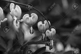 Bleeding heart flower wallpaper bleeding heart flower wallpaper bleeding heart flower is the common name for one of the dicentra species of herbaceous flowering you'll be able to develop black and gray heart flower with dim crimson for its bleed. Bleeding Hearts In Black And White Stock Photo Picture And Royalty Free Image Image 78896571