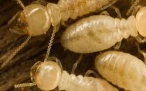 Insects, rodents, and other unwanted pests in your home can be inconvenient and potentially harmful to you and your family. Central Termite Pest Control Little Rock Ar Alignable