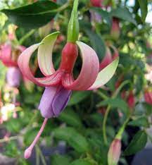 Fuchsia Foxgrove Wood Is Hardy And Loaded With Flowers From Summer To Fall Blue Tinged Foliage Is A Bonus For A Li Lavender Flowers Shade Garden Pollination