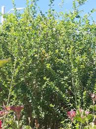 Image result for Maerua parvifolia