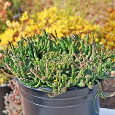 Image result for Euphorbia