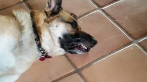 German Shepherd Black And Brown Puppy Why Do Black And Tan Gsds Have A Black Dot On Their Sides Of Their Face Storyful D German Shepherd Photography White German Shepherd German Shepherd Lab Mix