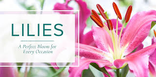 Most importantly, these lovely flowers are popular for any occasion. Why We Love Lilies