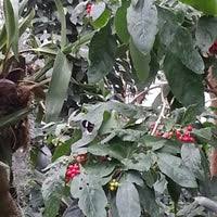 Der botanische garten chemnitz ist kostenlos und für kinder ab 2 jahren eine. Botanischer Garten Chemnitz Leipziger Str 147