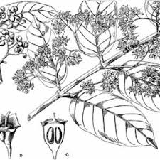 Image result for Psydrax subcordata