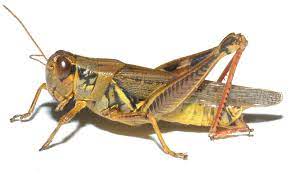 This grasshopper is frequently used as a model organism in scientific studies, due to their abundance throughout north america and. Red Legged Grasshopper Melanoplus Femurrubrum Identified By Dr Chelse Prather 7 2 2014 Wildlife Habitat Grasshopper Insects