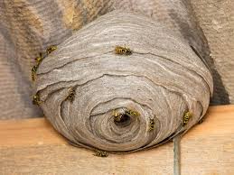 Where Do Wasps Go During Winter And What Happens To Them.