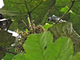 Image result for Macaranga mellifera