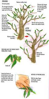 Similar practices exist in other japanese art forms and in other cultures, including saikei (japanese), penjing (chinese), and hòn non bộ (vietnamese). Pruning Deciduous Bonsai Beech Bonsai Bark Bonsai Tree Care Bonsai Tree Indoor Bonsai Tree
