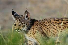 Programa Conservacion Lince Iberico Wild Cat Species Wild Cat Breeds Wild Cats