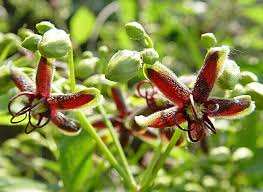 Image result for Periploca