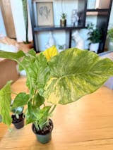 Image result for Cavacoa aurea