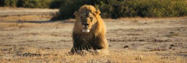 Botswana is topographically flat, with up to 70 percent of its territory being the kalahari desert. Ferien In Botswana Reisen Vom Spezialisten Knecht Reisen