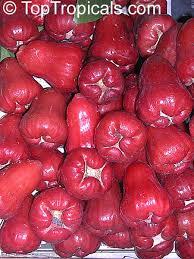 Image result for Syzygium niassense