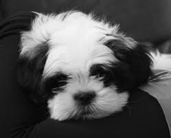 Black And White Papillon Shih Tzu Mix 22d24d934903516ff6c99d7aa04966fd Jpg 736 598 With Images Shih Tzu Shih Tzu Puppy Shih Tzu Dog