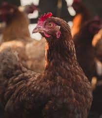 When it comes to pest control, who is financially responsible? Poultry Care A1 Mist Sprayers A1 Mist Sprayers
