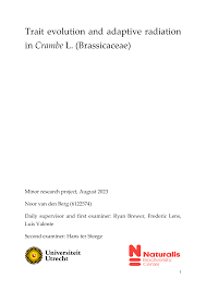 Image result for Crambe kilimandscharica