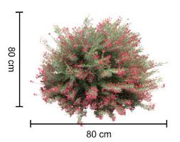 Grevilleas are flowering plants native to australia, but fortunately, these lovely, exotic plants nowadays brighten up gardens and homes worldwide. Grevillea S Growers Guide The Popular Shrub And Groundcover