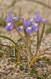 Image result for Moraea natalensis