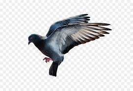 Here you will get all types of png images with transparent background. Hausliche Taube Computer Icons Desktop Wallpaper Andere Png Herunterladen 618 618 Kostenlos Transparent Stock Dove Png Herunterladen