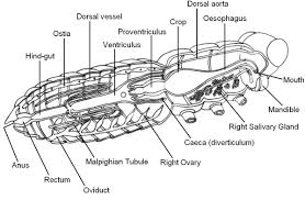 Insect Anatomy Labelled B Jpg 1196 783