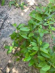 Image result for Albertisia