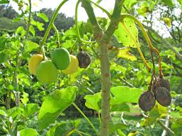 Image result for Jatropha curcas