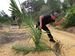 Government agency in tanah rata. Jpnp Musnahkan 5 500 Pokok Sawit Ditanam Secara Haram