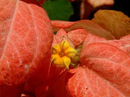 Image result for Mussaenda rivularis