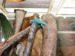 Essential Care For The Electric Blue Day Gecko Reptiles Magazine