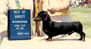 Look at pictures of dachshund puppies who need a home. Ch Durdach K C Bug A Boo Ms Kc 1st Miniature Smooth Champion Dachshund In Utah Finished With 4 Majors Puppy Classes Dachshund Breed Mini Dachshund