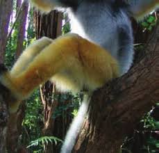 Image result for Phylica emirnensis