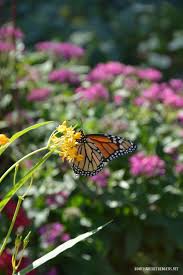 In The Garden Monarchs Milkweed Ladybugs And Aphids Milkweed Asclepias Tuberosa Aphids