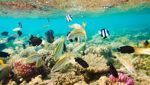 Reefs