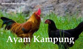 definisi dan pengertian ayam kampung gallus domesticus peternak muda definisi dan pengertian ayam kampung