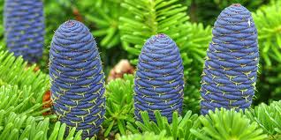 Nadelbaume Im Garten Gross Oder Klein Schnell Oder Langsamwachsend